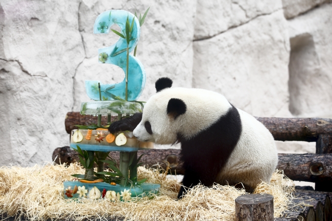 Rus-Çin diplomasisinin simgesi pandalara doğum günü